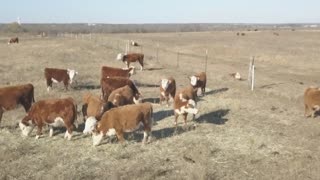 TLM Farms Miniature Hereford Calves