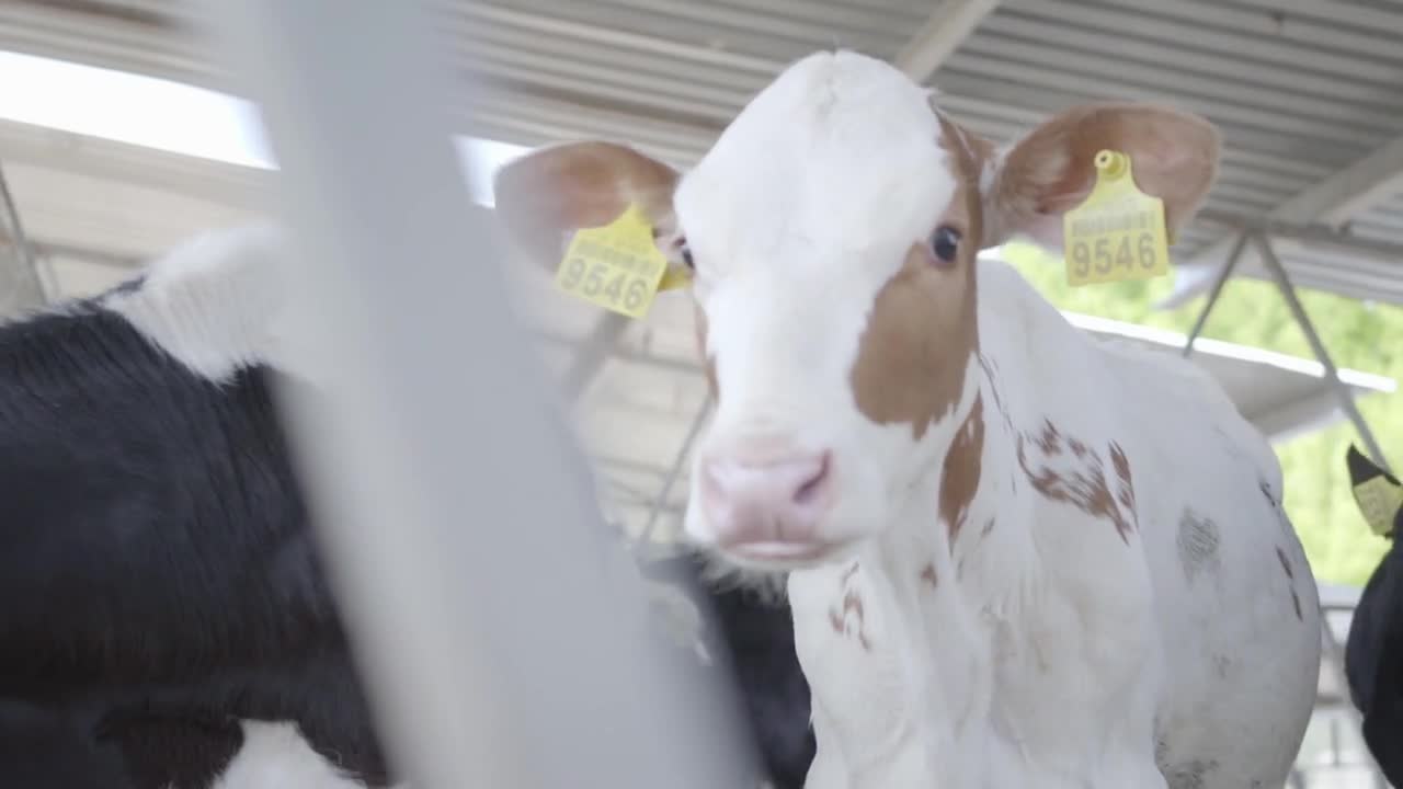 Close up cow feeding on milk farm. Cow on dairy farm eating hay