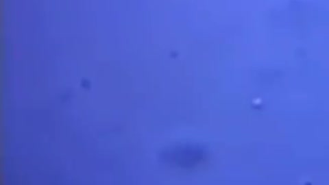Aggressive and dangerous bacteria detected in the Pfizer-Comirnaty jabs.
