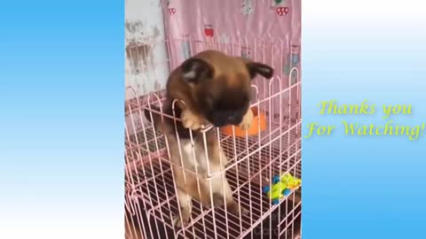 Pets And Funny Animals Compilation #16 - Pets Garden 10