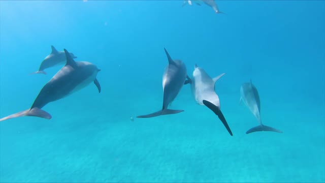 Dolphin fish swimming underwater in herd 1