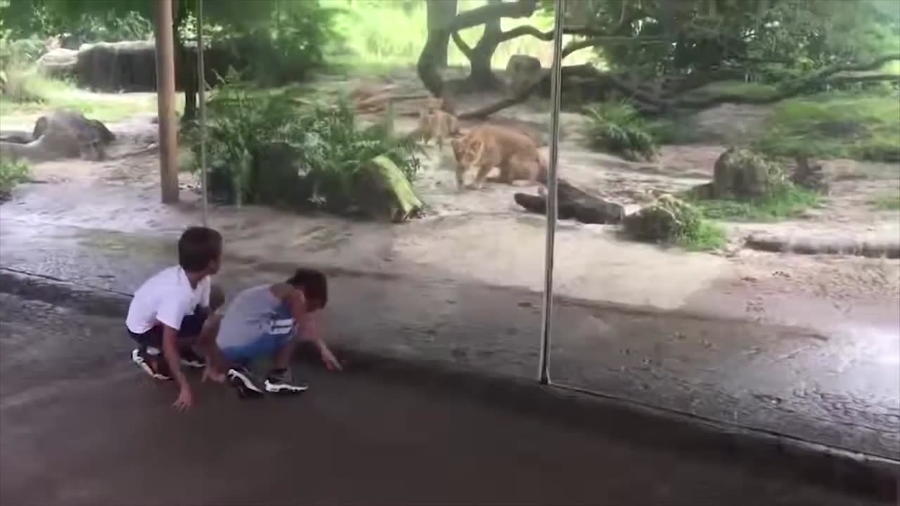 Funny animals videos 06. Funniest dogs and cats video 2023