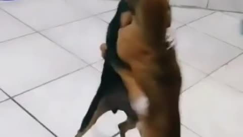 Cachorro dançarino