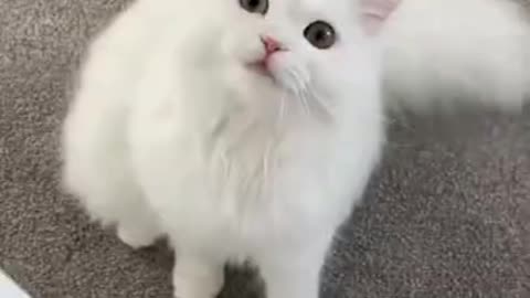 So cute little cat baby