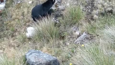 Lindo oso 🐻 en peligro de extinción