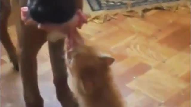 Funny Cat Wants a Piece of Dog's Food