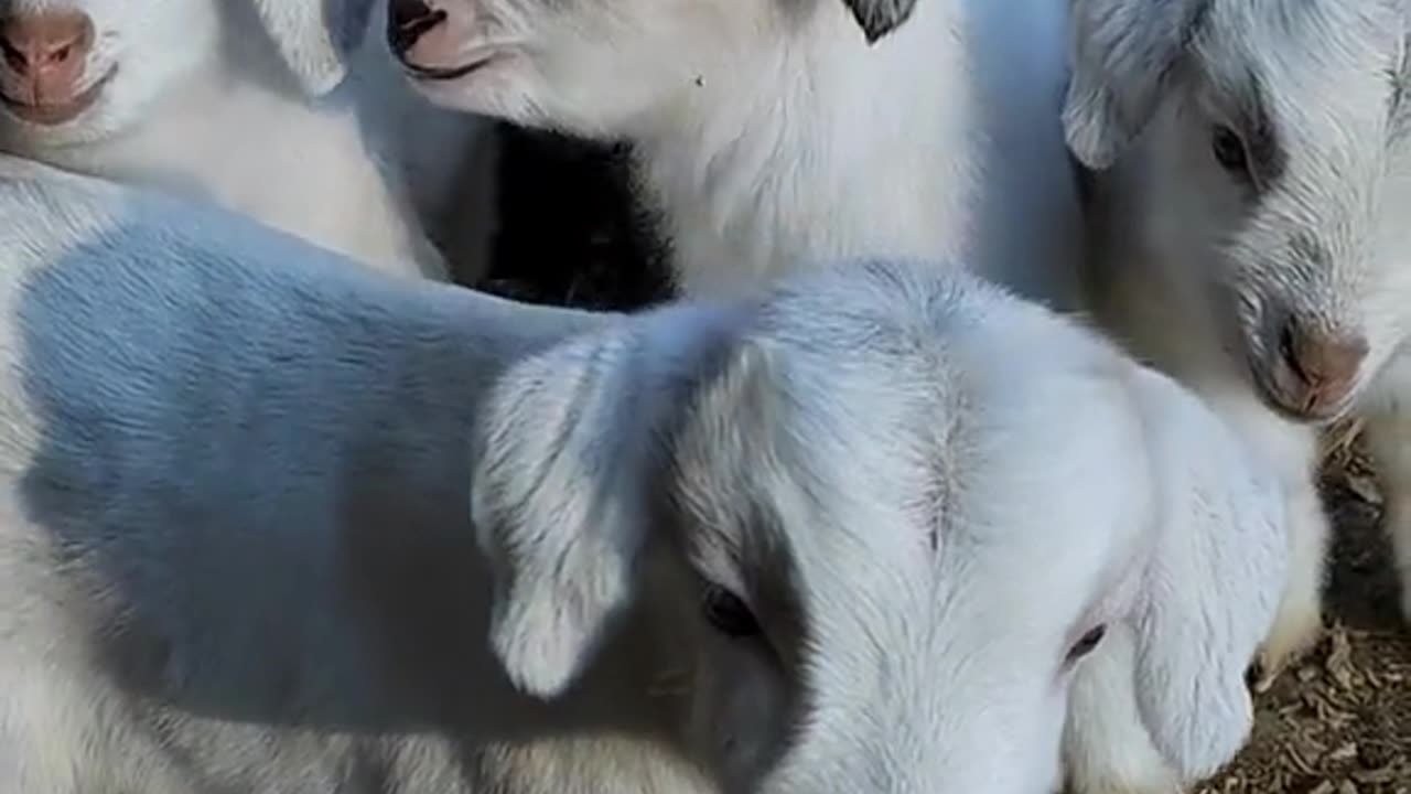 Cute goat 😍