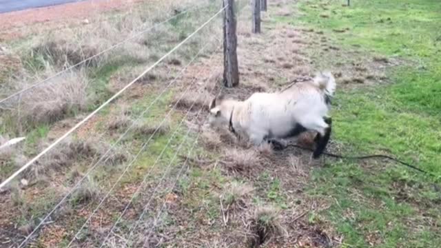 Increible la reaccion de esta cabra al chocar con linea de electricidad