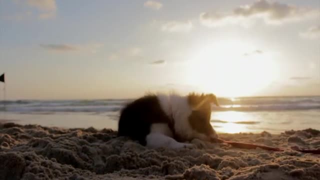 A pet is someone who stays with you when you're lonely.