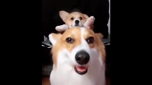 Cute Puppies & Dogs Funny Videos Best Compilation 2021