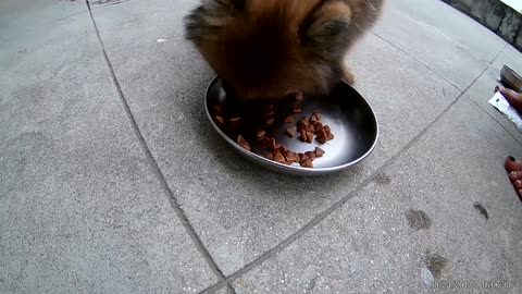 Pomeranian puppies eating food