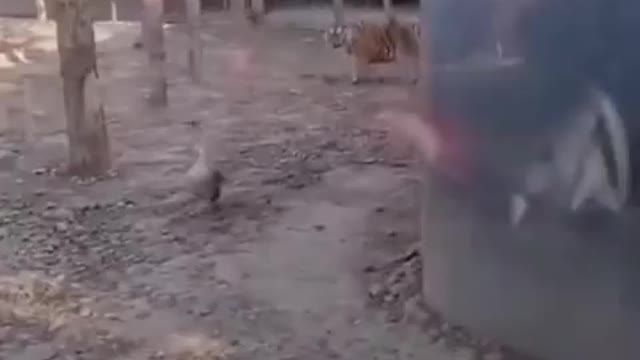 Tiger goose - not a friend