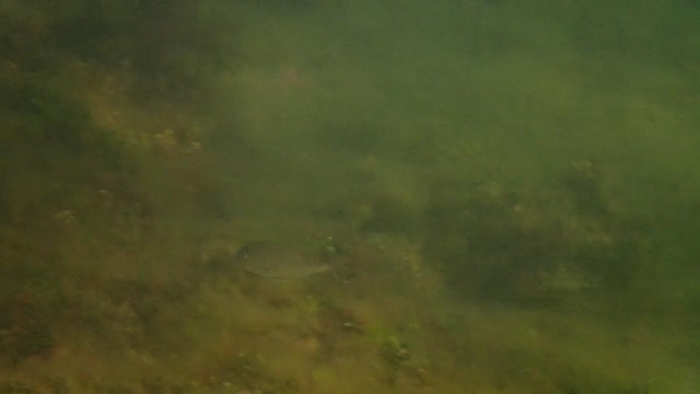 fishy, hee fishy 3 ns