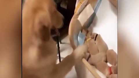 Golden Retriever with a cute Babies 2021