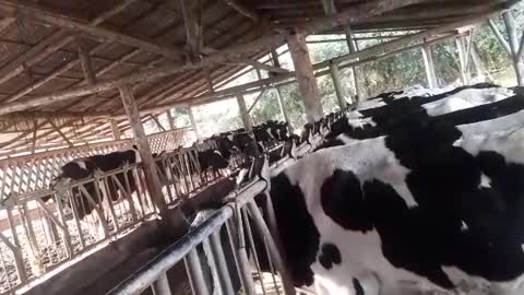 Preparativos 7 de setembro