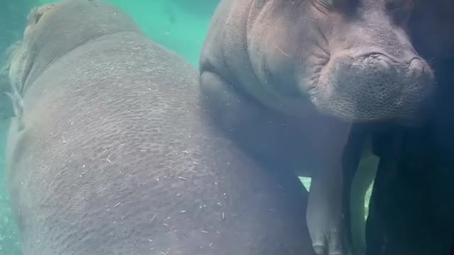 See hippos up close