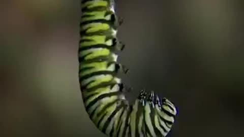 How does a caterpillar becomes a butterfly