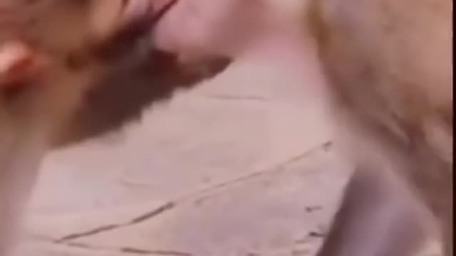 Monkey video