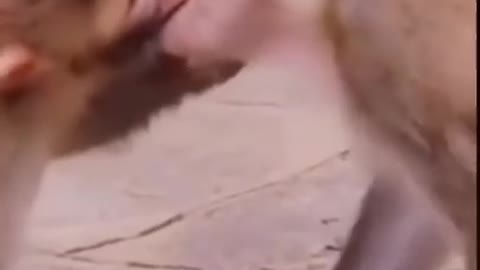 Monkey video