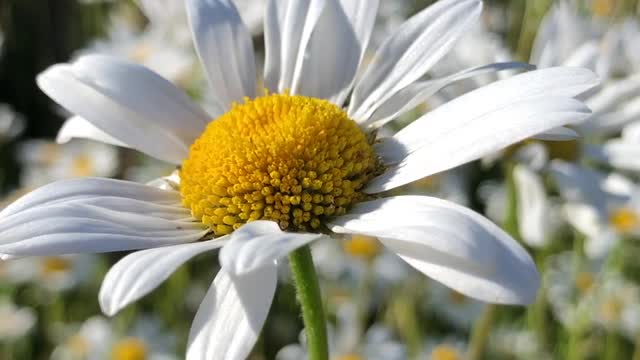 Beautiful White Flower