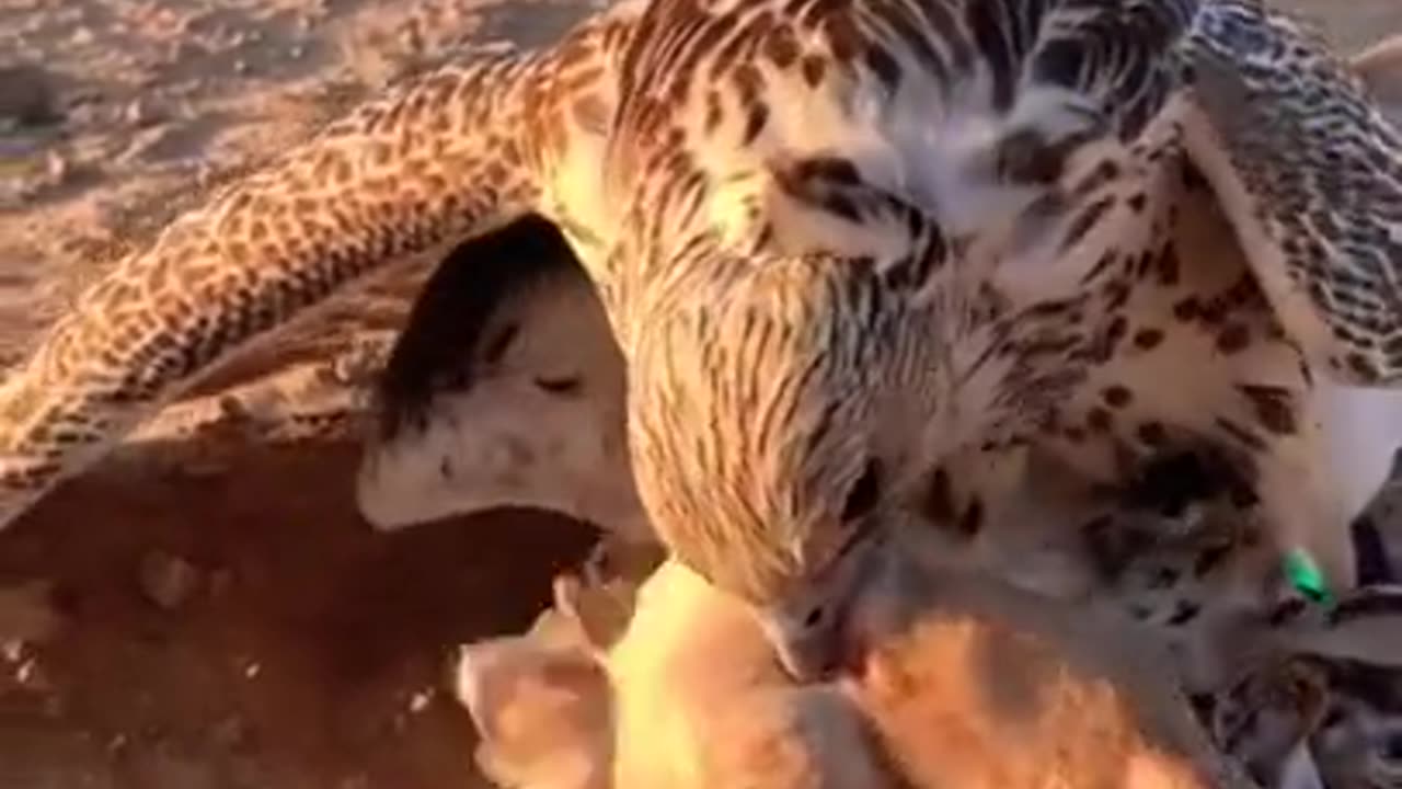 Eagle attacked duck