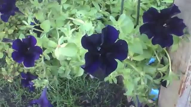 Lindas flores da petúnia azul na floricultura, beleza sem igual [Nature & Animals]