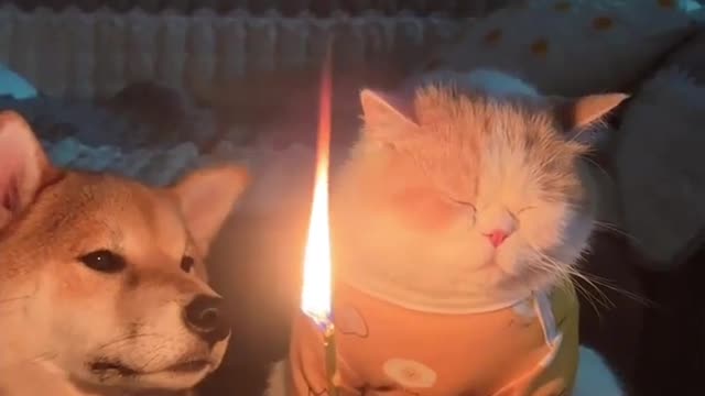 It’s my birthday, why is he here? 😠😂😂😻 | cat fight | cat birthday | dog lovers