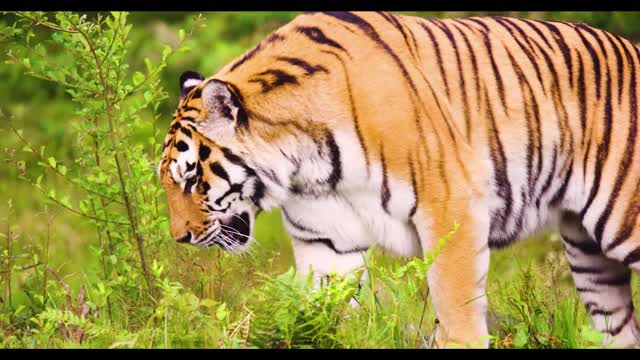 beautiful tiger walking