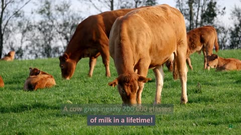 10 Unbelievable Animal Facts That Will Leave You Speechless! Part 8