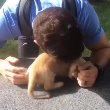 Lovely little dog playing with his owner in the garden. Very enjoyable