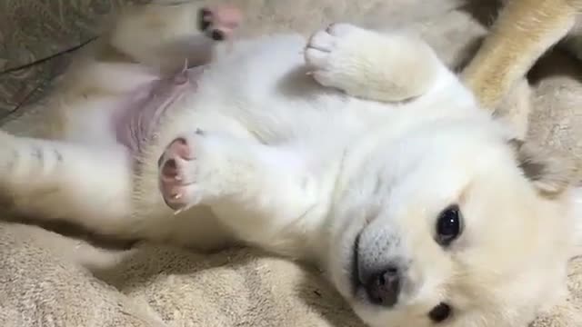 Cute baby dog