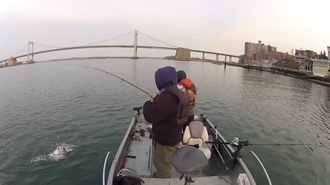 Western Long Island Sound schoolie bass mid December