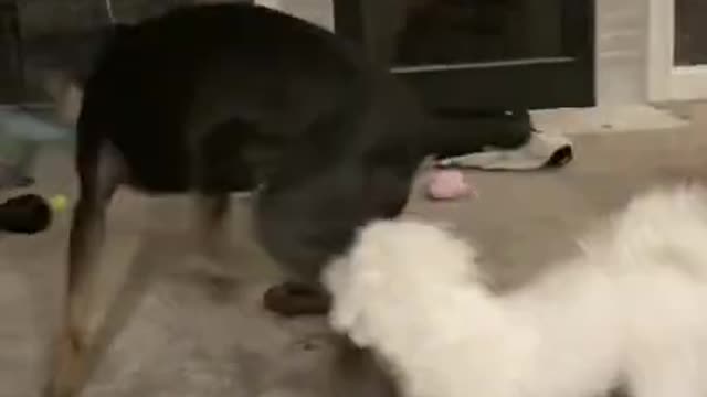 .Callie and Louie!!🥰🥺