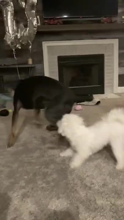 .Callie and Louie!!🥰🥺