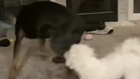 .Callie and Louie!!🥰🥺