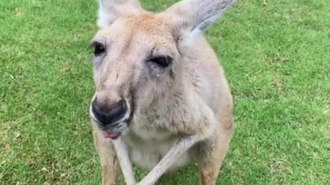 Kangaroo