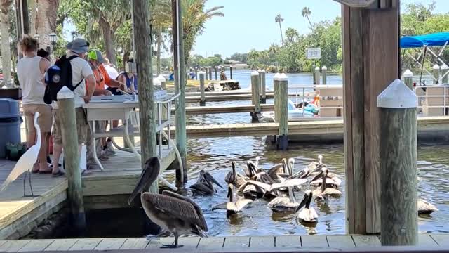 Pelicans looking for scraps