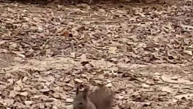 What is the hungry squirrel eating?