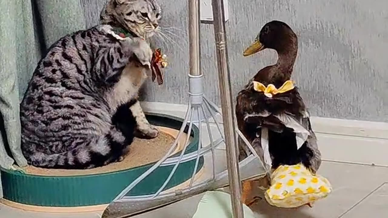 funny Duck