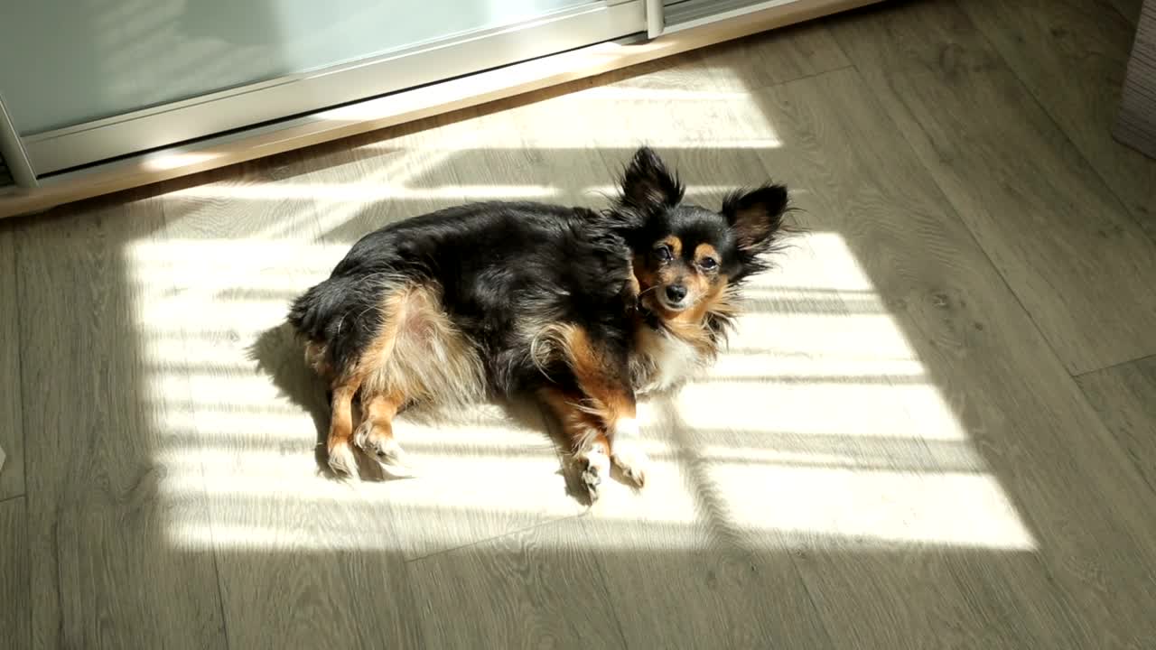 Toy Terrier taking a sunbath in the floor