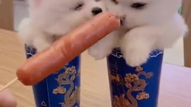 Mini Cute Pomeranian Boo Dogs Funny Tiktok Videos