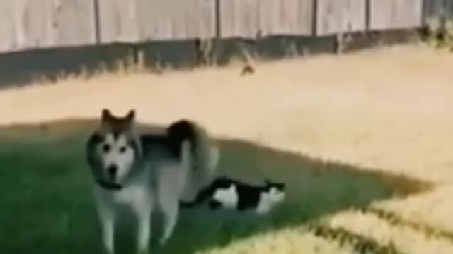 cat funny video _ animals 😂😆_ ‎@Animals Fun zone