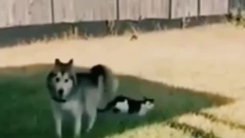 cat funny video _ animals 😂😆_ ‎@Animals Fun zone