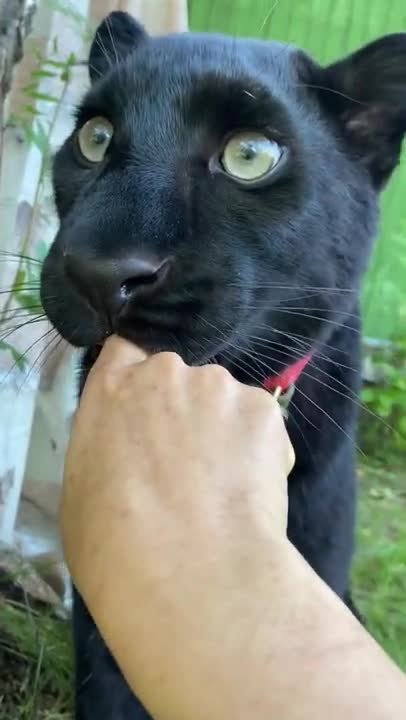 🤣 Funniest 🐶 Dogs and 😻 Cats - Awesome Funny Pet Animals Life Videos 😇