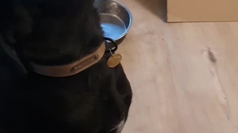 Dog Adorably Eats the Entire Pint of Ice Cream!