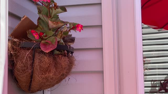 Fledging Wren Chick