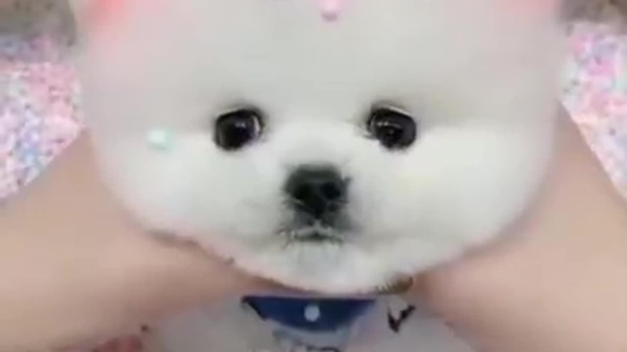 Cute Puppy