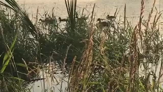 Ducks in the lake