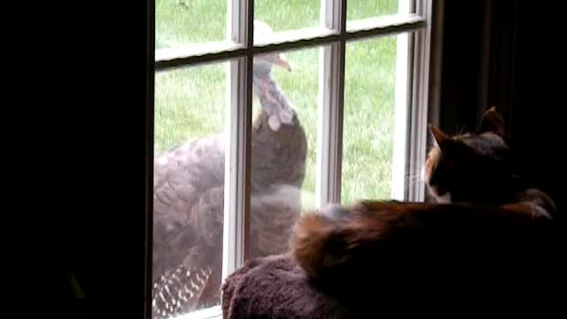 Kitty. Come out and play.