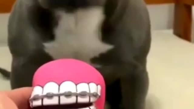 Cute funny Dogs